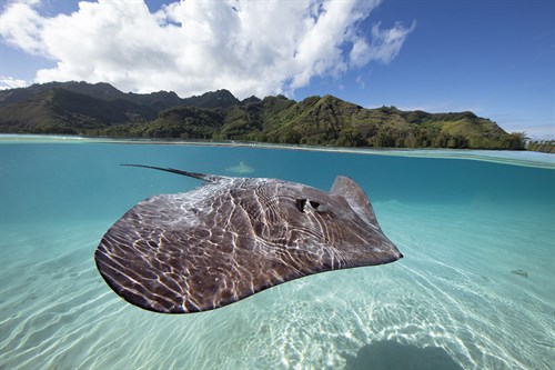 Surreal Ocean - Swim - Nathan Secker