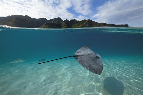 Surreal Ocean - Coast - Nathan Secker