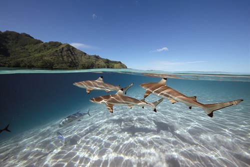 Surreal Ocean - Skim - Nathan Secker