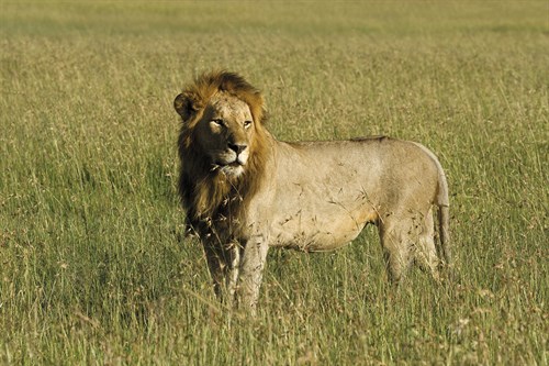 Wild Grandeur - John Warburton Lee