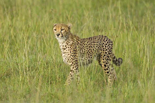 Wild Majesty - John Warburton Lee