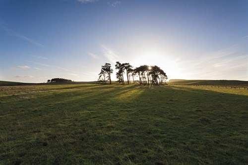 Dawn Pines - Andrew  McKay