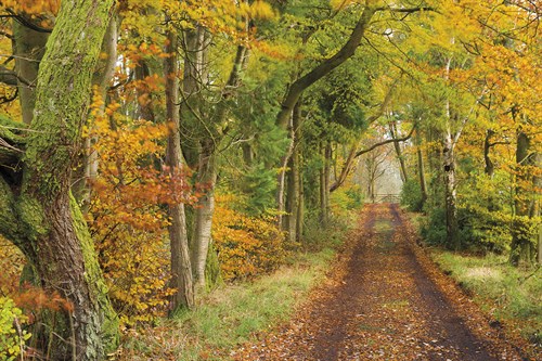 Autumn Lane - Andrew  McKay