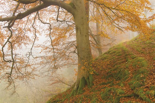 Autumnal Beech - Andrew  McKay