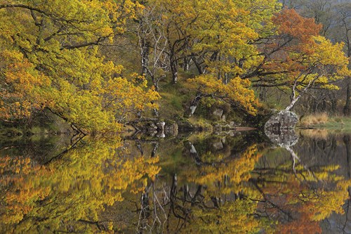 Autumn Reflections - Andrew  McKay