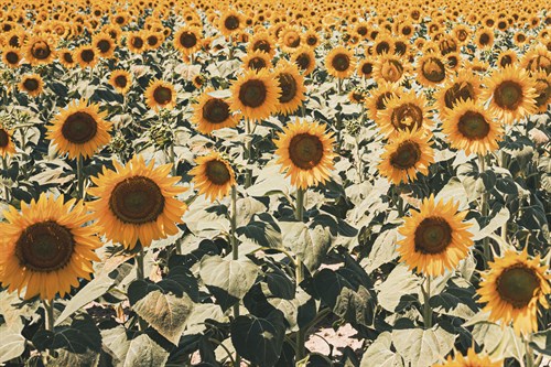 Bountiful Fields - Florian Schleinig