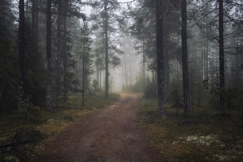 Mysterious Pathway - Andreas Stridsberg