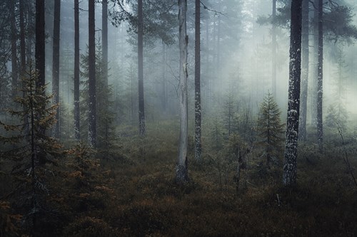 Ethereal Nature - Andreas Stridsberg