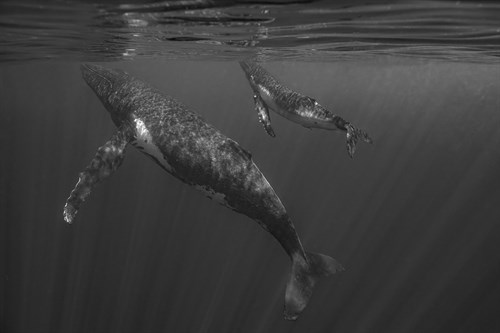Swim Together - Nathan Secker