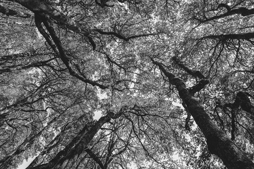 Forest Performance - Andrew Geiger