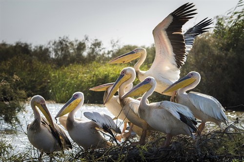 Flock to the River - Catherina Unger