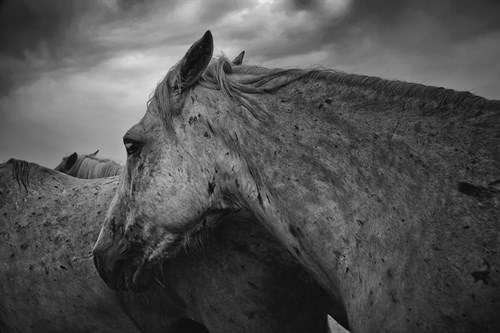 Wild Horses - Margaret Albaugh