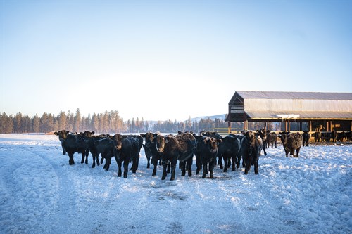 Ranch Cattle - Margaret Albaugh
