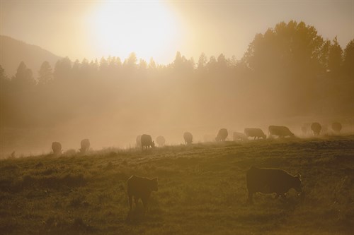 Ranch Morning - Margaret Albaugh
