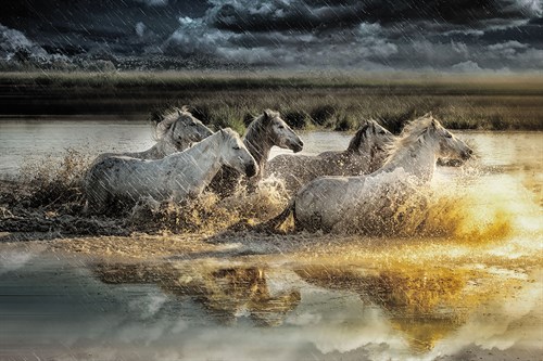 Camargue Water Run - Splash - Bobbie Goodrich