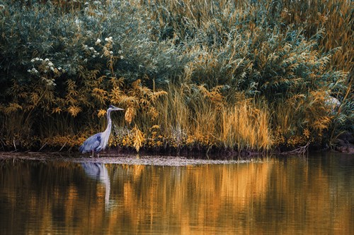 Golden Pond - Bobbie Goodrich