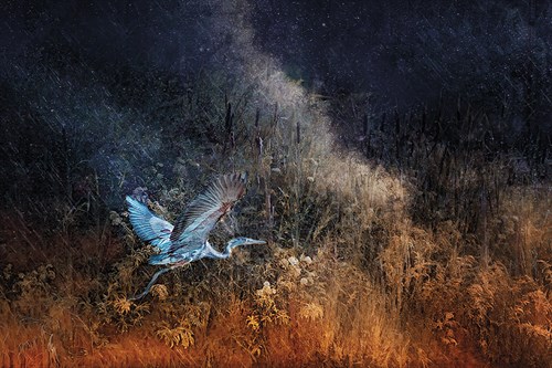 Taking Flight - Bobbie Goodrich