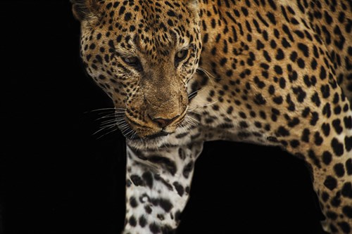 African Leopard - Stalk - Bobbie Goodrich