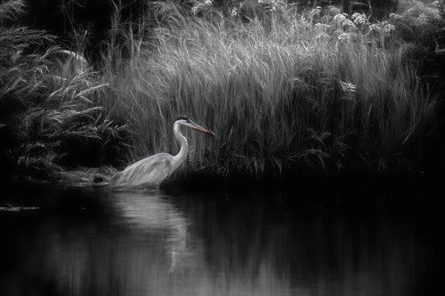 White Heron - Bobbie Goodrich