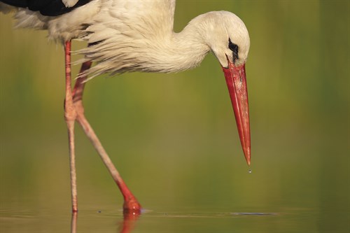 Collected Calm - Staffan Widstrand