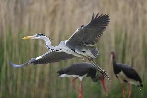 Gentle Flight - Soar - Staffan Widstrand