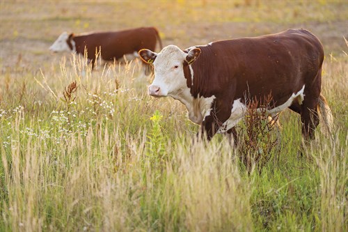 Grazing Cattle - Together - Staffan Widstrand