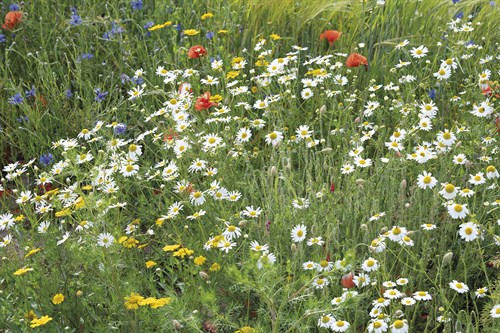 Meadow Florals - Staffan Widstrand