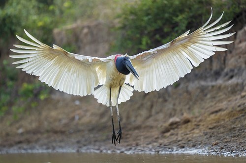Flight in Action - Staffan Widstrand