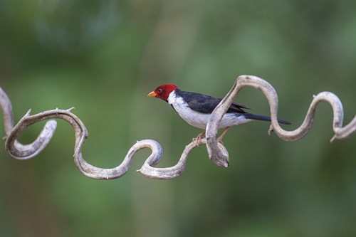 Precarious Perch - Stop - Staffan Widstrand