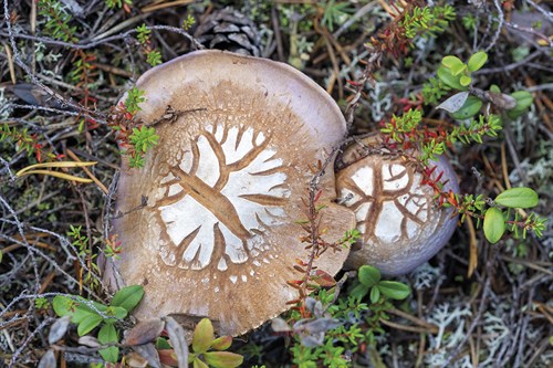 Fungi Focus - Pick - Staffan Widstrand