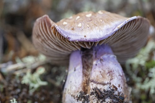 Fungi Focus - Crop - Staffan Widstrand
