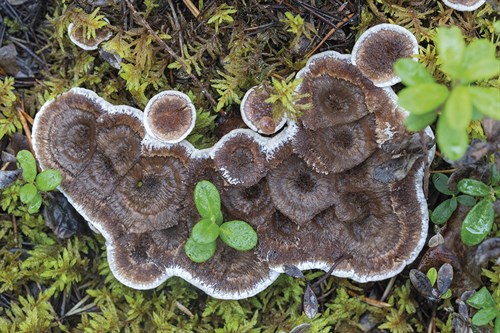 Fungi Focus - Harvest - Staffan Widstrand