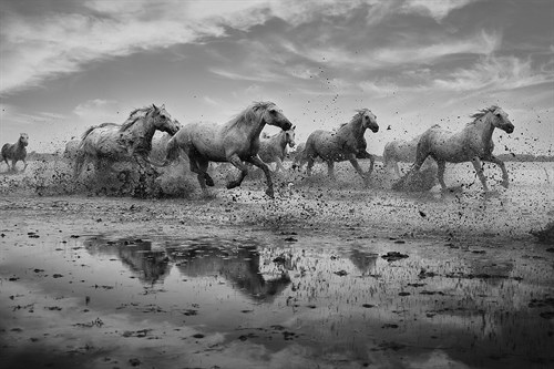 Camargue Horses - Gallop - Margaret Albaugh