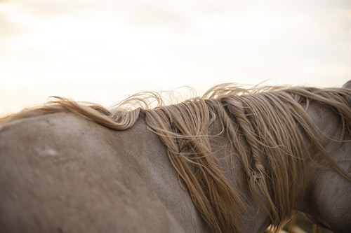 Focused Mane - Margaret Albaugh
