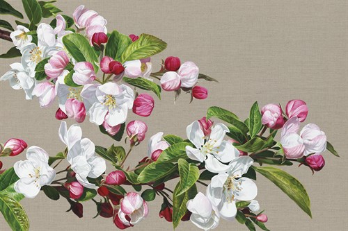 Apple Blossom - Sarah Caswell