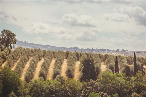 Rural Fields - Florian Schleinig