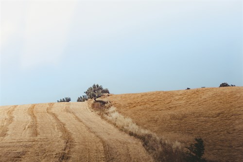 Harvest Fields - Florian Schleinig