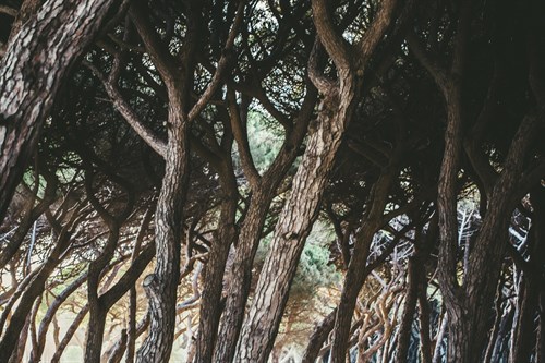 Rustic Trees - Florian Schleinig