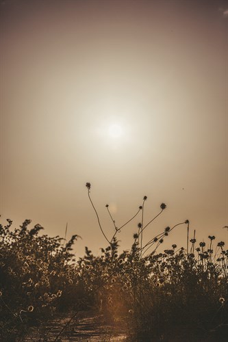 Twilight Thrive - Florian Schleinig