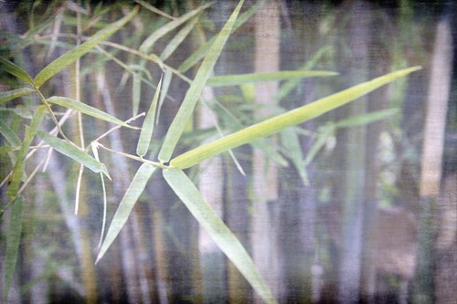 Bamboo Forest I - Tony Koukos