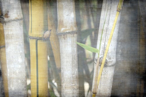Bamboo Forest V - Tony Koukos