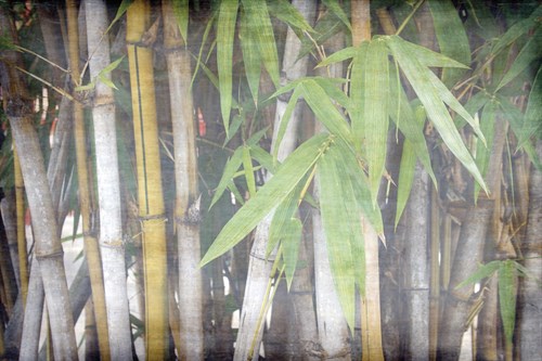 Bamboo Forest VI - Tony Koukos