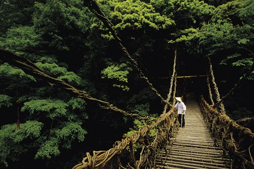 Forest Crossing - Bob Krist