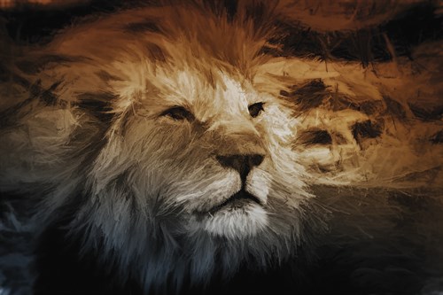 African Lion - Bobbie Goodrich