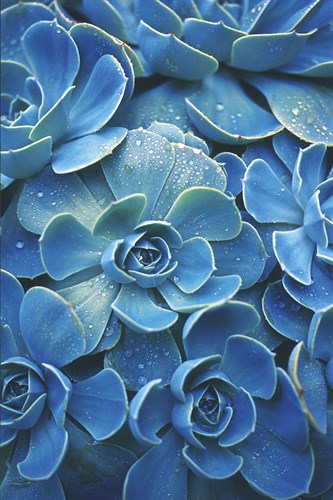 Mojave - Cluster - Ella Lancaster
