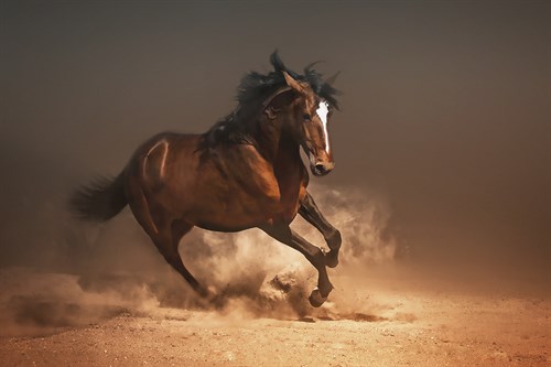 Chestnut Lusitano - Bobbie Goodrich