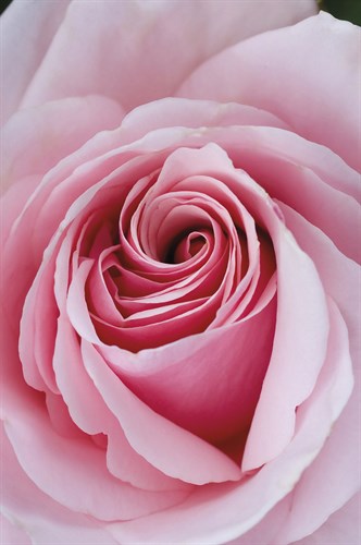 Rose Centre - Ella Lancaster