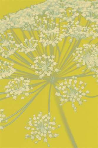 Citron Flowers - Ella Lancaster