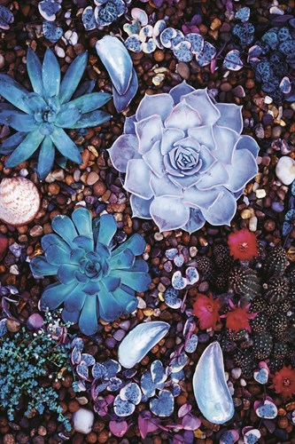 Sechuran Succulent - Thrive - Ella Lancaster