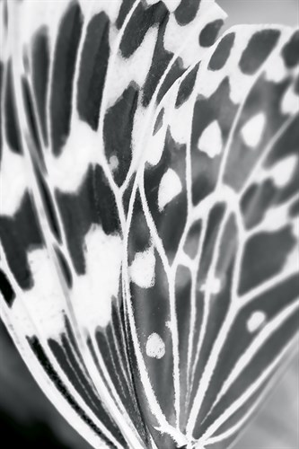 Fritillary - Ella Lancaster
